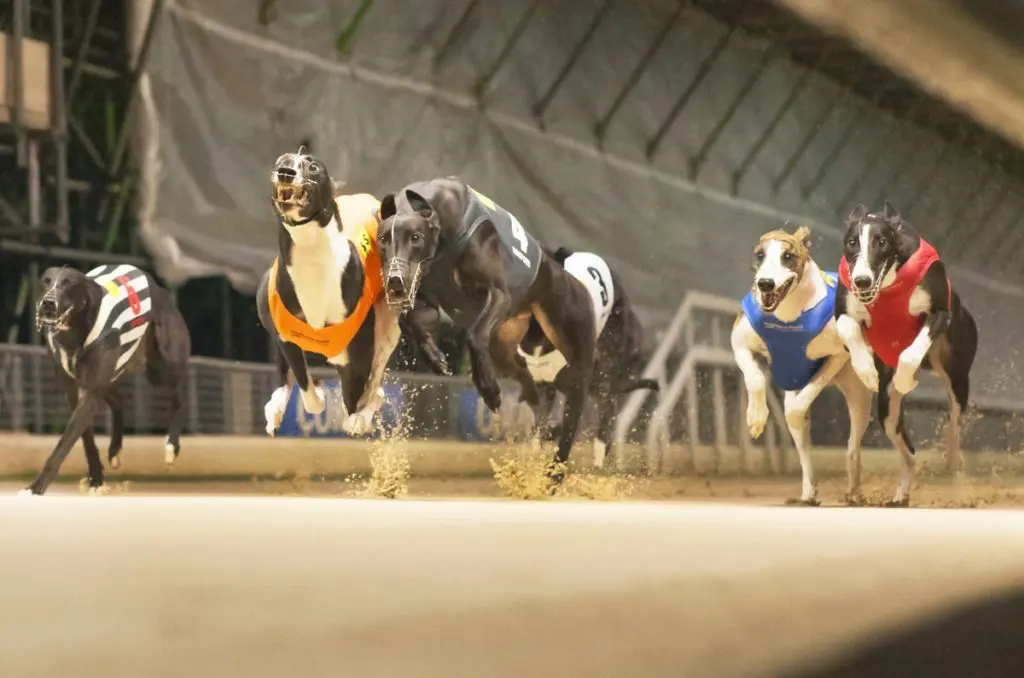Wednesday's Evening Greyhound Selections 8