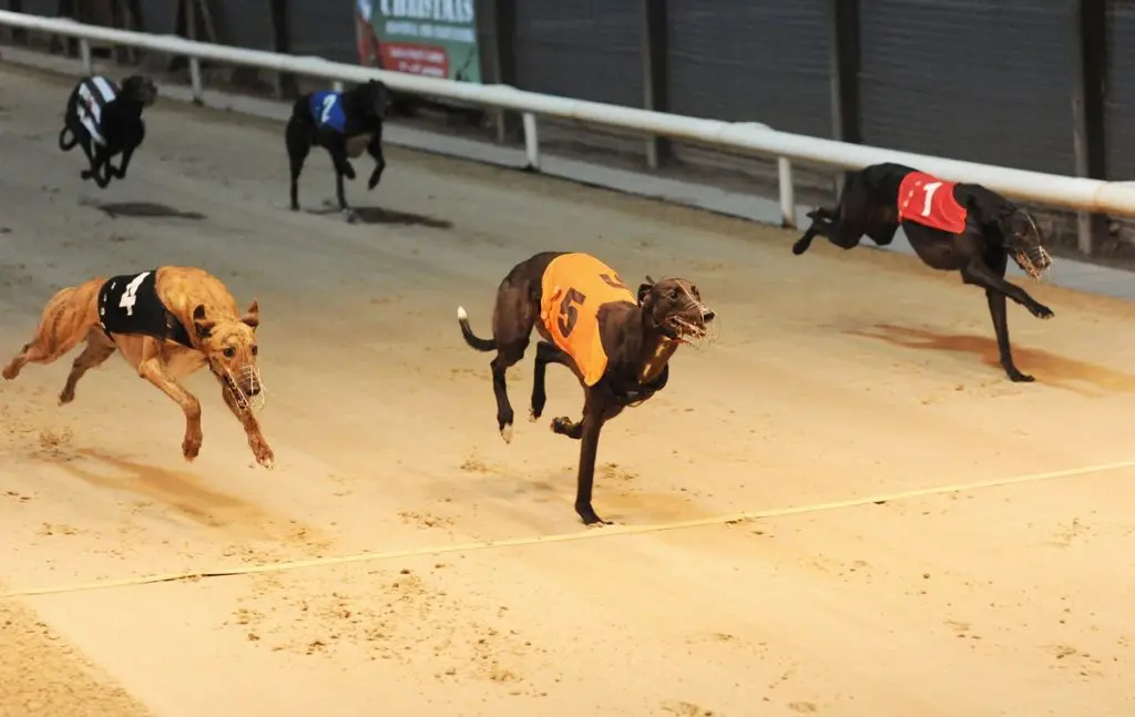 Sunday Evening Greyhound Selections 3